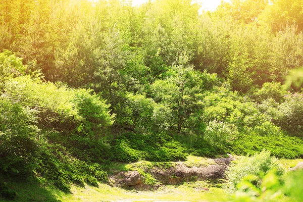 Green nature landscape — Stock Photo, Image