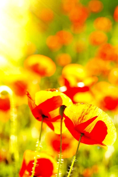 Prado con hermosas flores de amapola de color rojo brillante en primavera — Foto de Stock