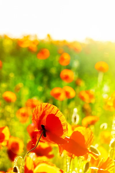 Wiese mit schönen leuchtend roten Mohnblüten im Frühling — Stockfoto