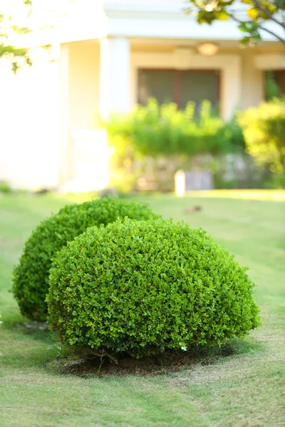 Schöne Landschaftsgestaltung im Garten — Stockfoto