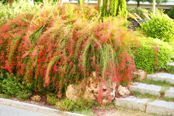 Belo paisagismo no parque — Fotografia de Stock