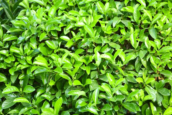 Arbusto verde bonito no jardim, close-up — Fotografia de Stock