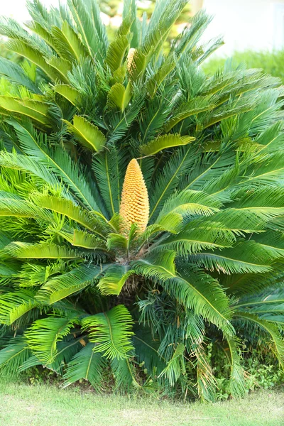 Beautiful tropical bush, close up — Stock Photo, Image
