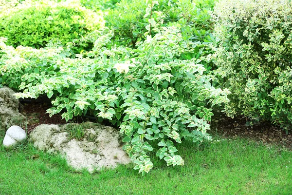 Schöne Landschaftsgestaltung im Garten — Stockfoto