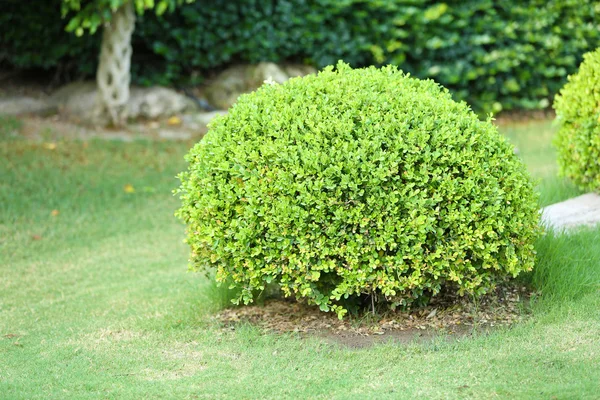 Vackra lummiga buskar i trädgården — Stockfoto