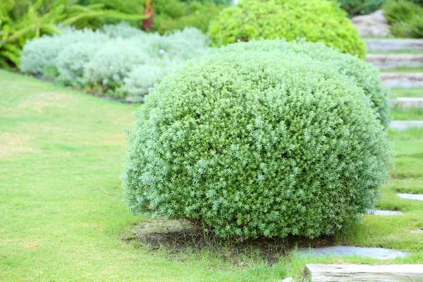 Bellissimi cespugli lussureggianti in giardino — Foto Stock