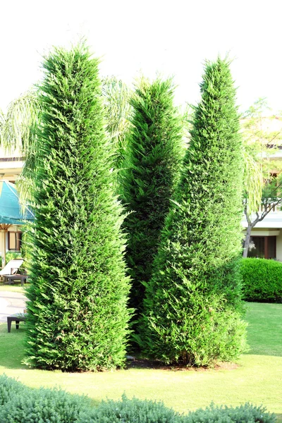 Beautiful trees in hotel garden