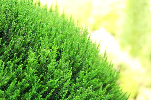 Beautiful green bush close up — Stock Photo, Image