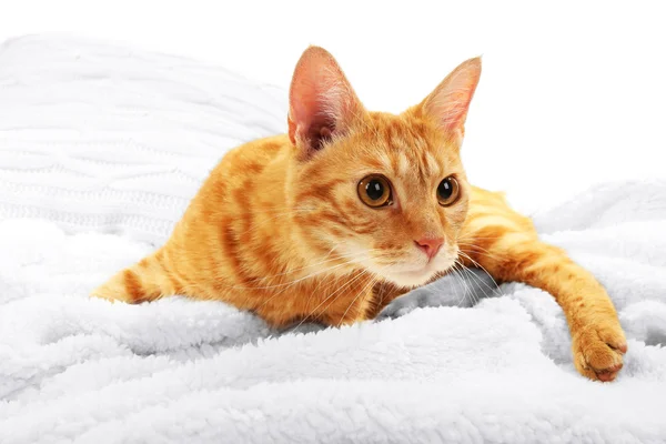 Gato vermelho no cobertor no fundo do tecido — Fotografia de Stock