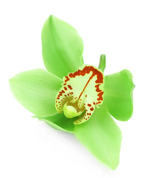 Grüne tropische Orchideenblume isoliert auf weiß — Stockfoto