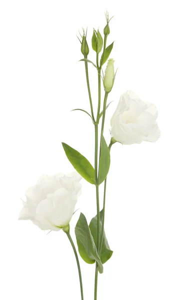 Hermosas flores de eustoma, aisladas en blanco — Foto de Stock