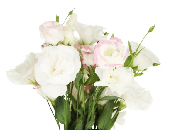 Beautiful eustoma flowers, isolated on white — Stock Photo, Image