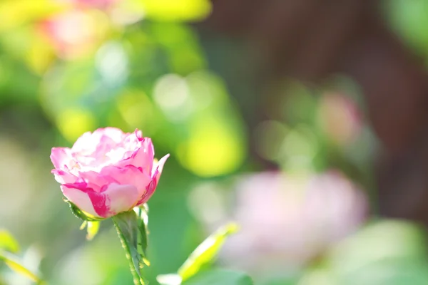 Rosa Rose auf grünem Gartenhintergrund — Stockfoto