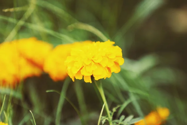 Gele bloemen op groene gras achtergrond — Stockfoto