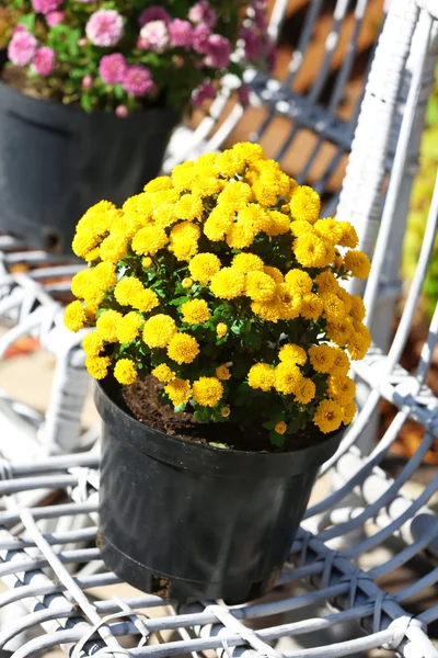 Geel en lila bloemen in potten op witte rieten stoelen in tuin — Stockfoto