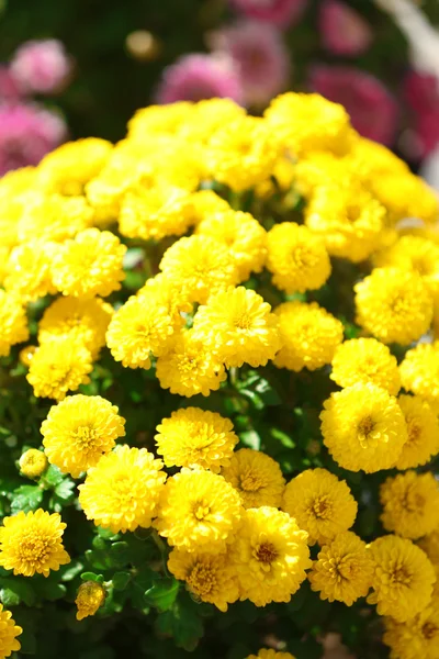 Yellow flowers closeup — Stock Photo, Image