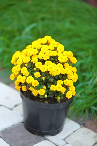 Gele bloemen in pot op tuin achtergrond — Stockfoto