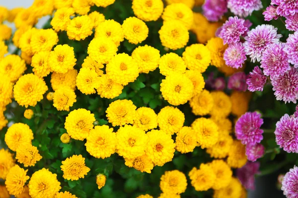 Lila en gele bloemen als achtergrond — Stockfoto