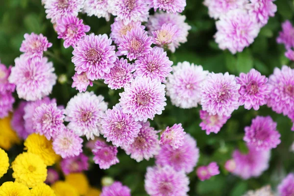 Lilac and yellow flowers as background — Stock Photo, Image