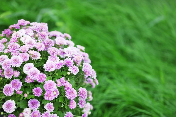 Fleurs de lilas sur fond d'herbe verte — Photo