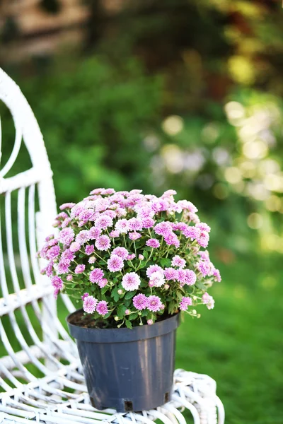 Lilac flowers on wicker chair — Stock Photo, Image