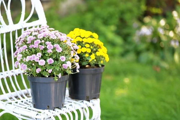 Yellow and lilac flowers in pots — Stock Photo, Image