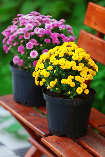 Flores amarelas e lilás em vasos — Fotografia de Stock