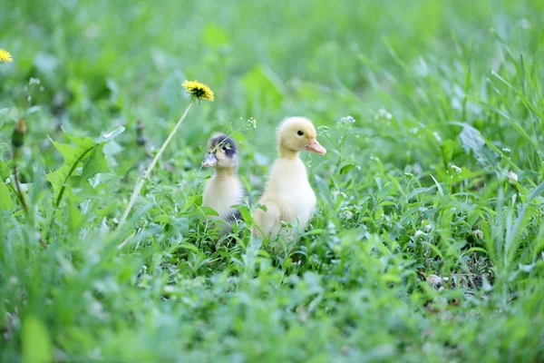 Niewiele cute kaczki — Zdjęcie stockowe