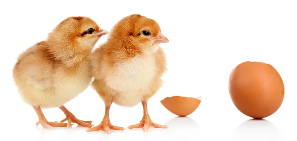 Pequenas galinhas fofas e casca de ovo isolado em branco — Fotografia de Stock