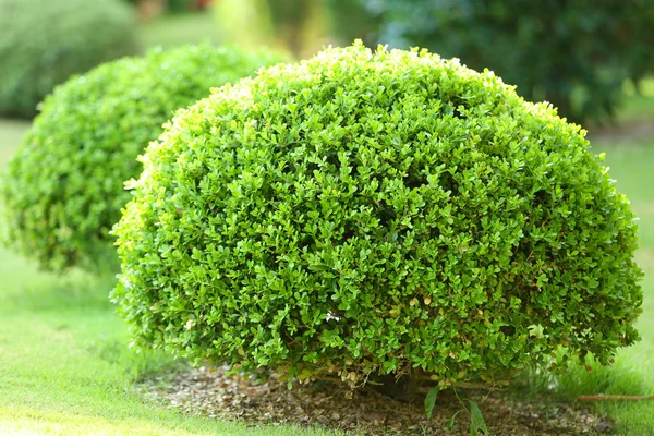 Beautiful lush bushes in garden Stock Image