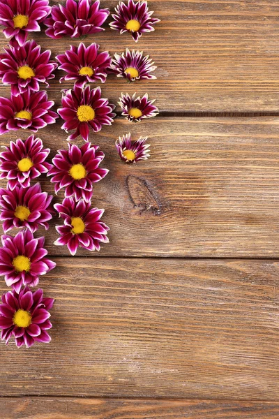 Beautiful chrysanthemum flowers — Stock Photo, Image