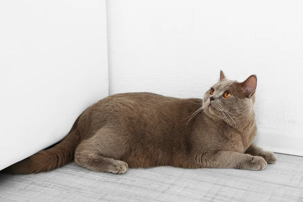 Britse kort haar kat op kamer — Stockfoto