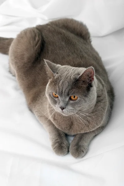 Britse kort haar kat op lichte achtergrond — Stockfoto