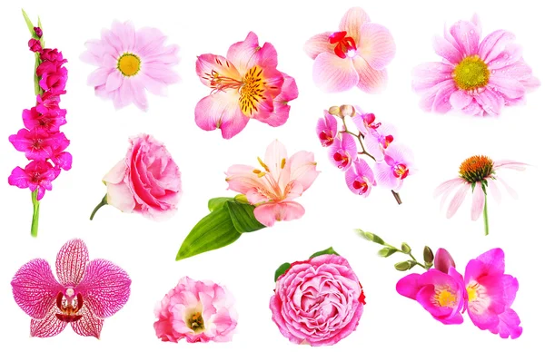 Collage aus schönen rosafarbenen Blumen — Stockfoto