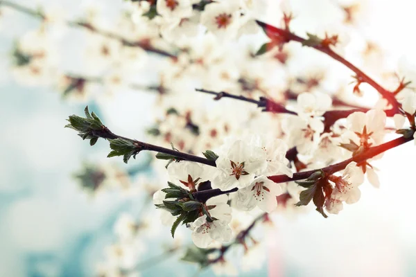 Bei rami in fiore, primo piano, su sfondo chiaro — Foto Stock