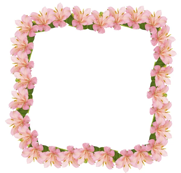 Cornice di fiori di alstroemeria isolati su bianco — Foto Stock