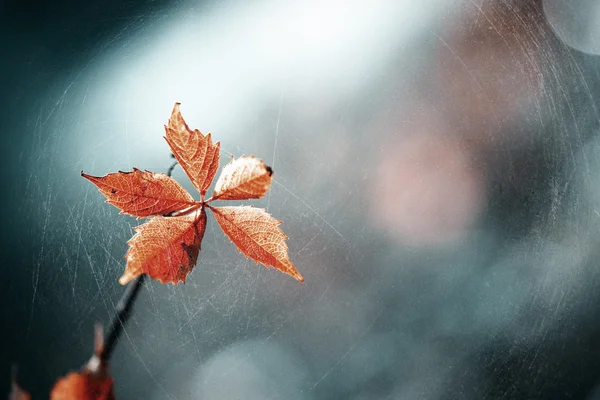 Hojas secas de otoño —  Fotos de Stock