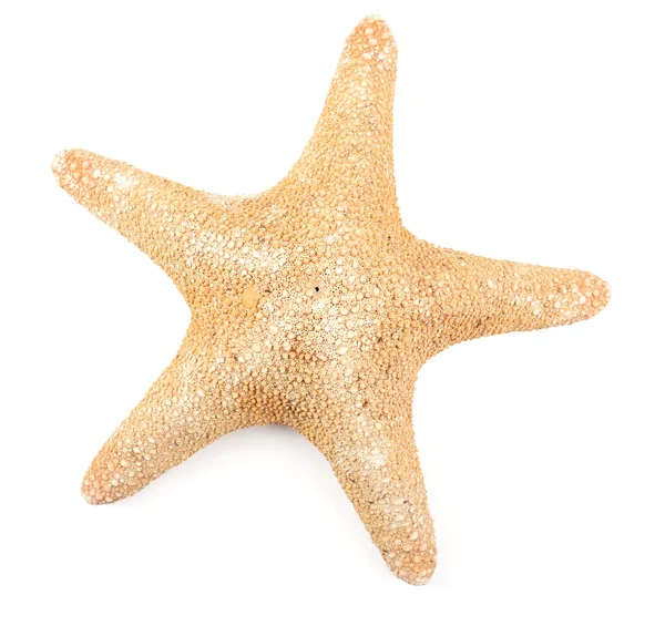 Single Starfish on white — Stock Photo, Image