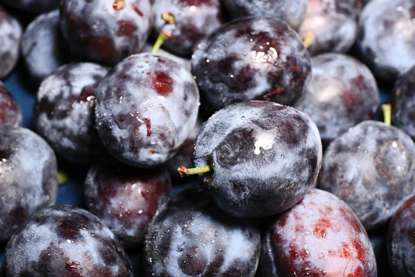 Maturare le prugne dolci, chiudere — Foto Stock