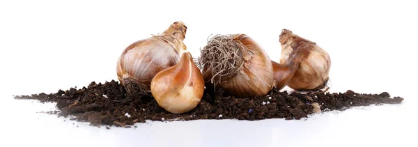 Flower bulbs with soil — Stock Photo, Image