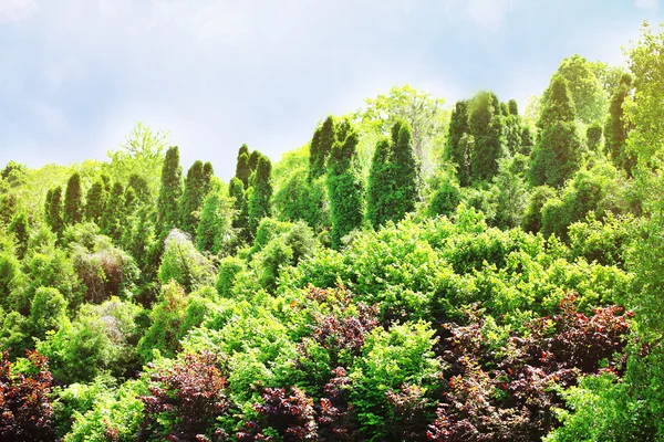 Naturaleza verde paisaje — Foto de Stock