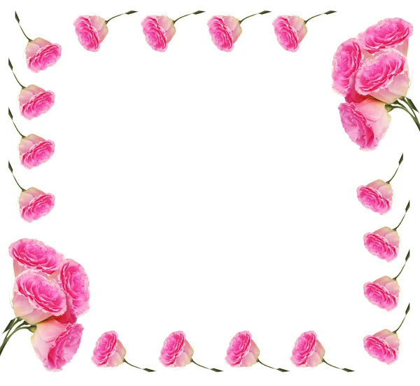 Frame of beautiful roses, isolated on white — Stock Photo, Image