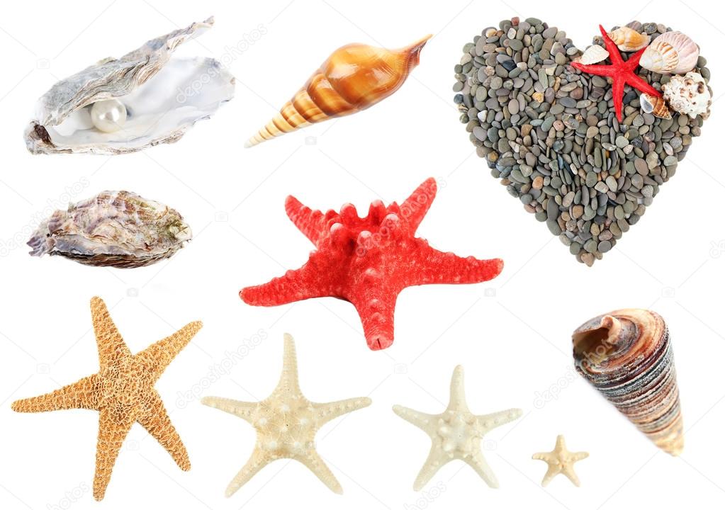Shells and other beach flotsam