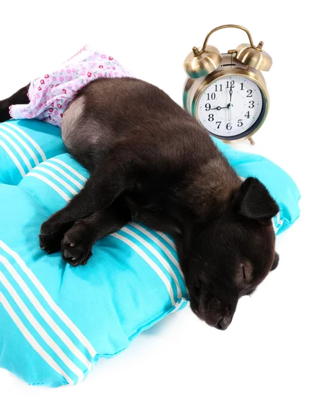 Filhote de cachorro em um travesseiro azul macio isolado no branco — Fotografia de Stock