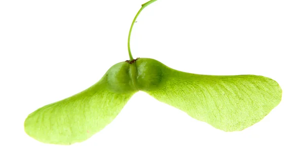 Maple seeds on white — Stock Photo, Image