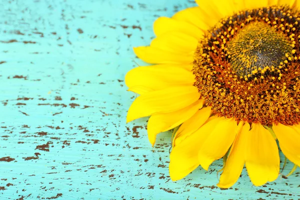 Hermoso girasol sobre fondo de madera — Foto de Stock