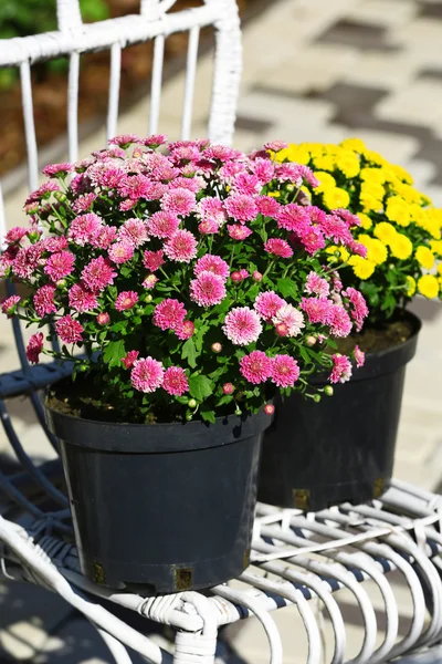 Yellow and lilac flowers — Stock Photo, Image