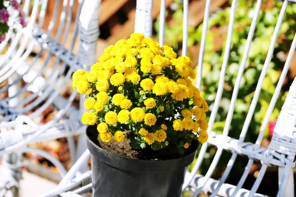 Gele en lila bloemen — Stockfoto