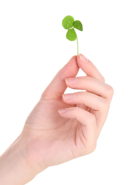 Mano femenina con hoja de trébol verde — Foto de Stock