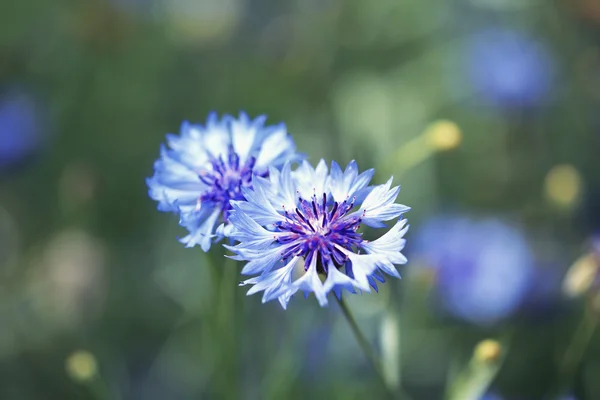 Beautiful cornflowers in the field — Stock Photo, Image